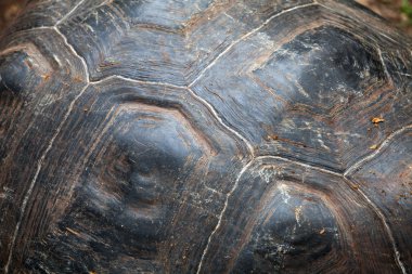 galapagos dev kaplumbağa, kaplumbağa kabuğu