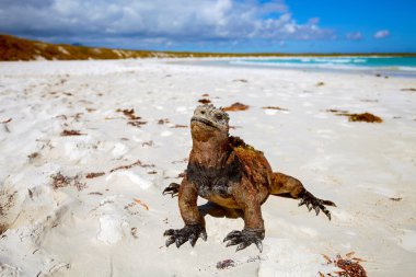 Marine iguana on the beach clipart