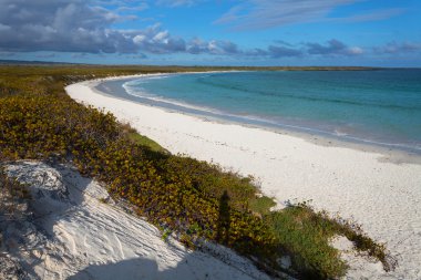 plaj tortuga bay Island santa crus