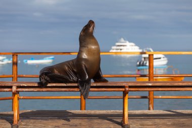 Sea Lion on a bench outside