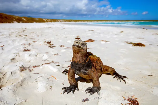 Sahilde deniz iguana