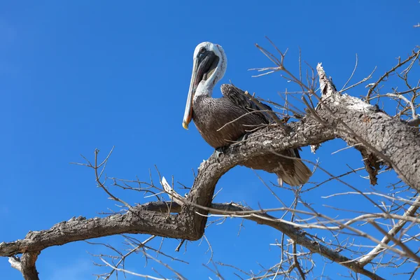 Пеликан сидит на дереве — стоковое фото