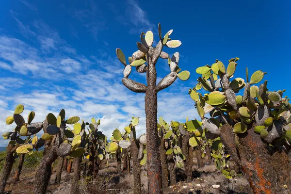 Kaktusy w santa cruz island — Zdjęcie stockowe