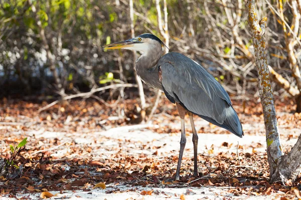 Lava Heron in the wood — Stock Photo, Image