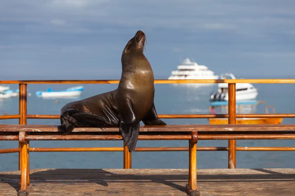 Sea Lion on a bench outside — Stock Photo, Image
