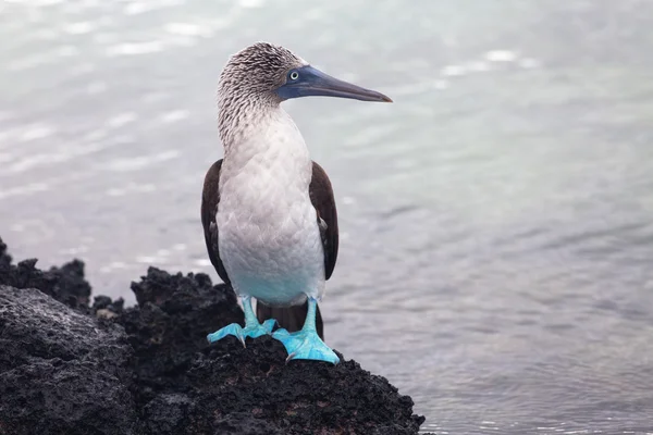 Blåfotad Booby — Stockfoto