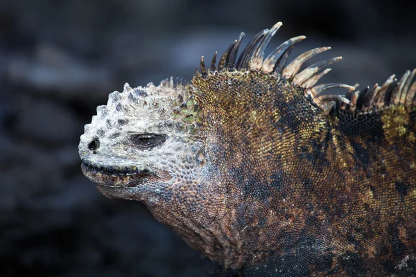 Deniz iguana, amblyrhynchus cristatus. — Stok fotoğraf