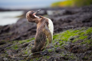 siyah-beyaz galapagos penguen