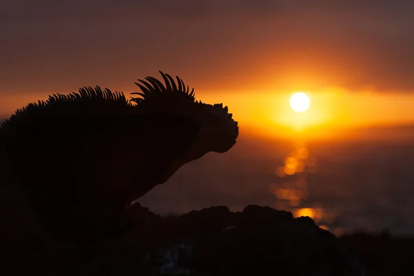 Iguane marin des Galapagos sur le rocher — Photo