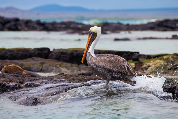 Pelikaan op de Oceaan — Stockfoto