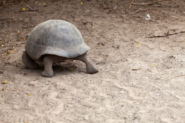 Гигантская Галапагосская черепаха — стоковое фото