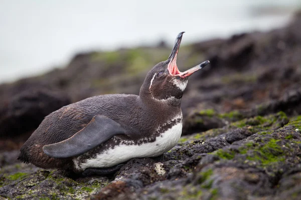 Pingüino blanco y negro de Galápagos — Foto de Stock