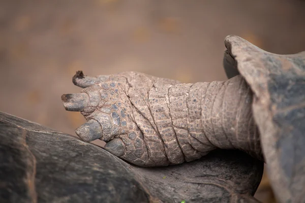 Łapa żółw olbrzym galapagos — Zdjęcie stockowe