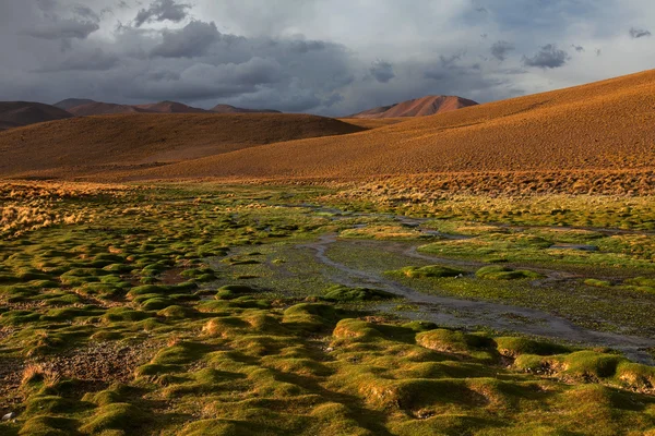 Altiplano plateau — Stock Photo, Image