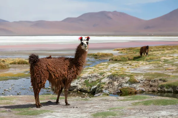 Lama op de laguna colorada — Stockfoto