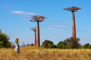 Baobab Sokağı