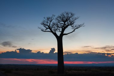 Baobab Sokağı