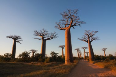Baobab Sokağı