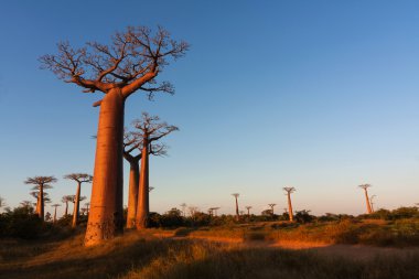 Baobabs Caddesi