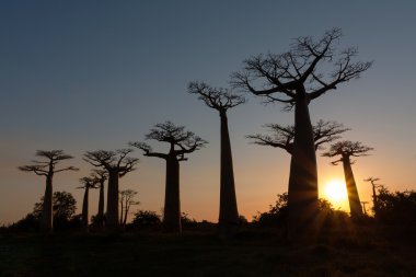 Baobab Sokağı
