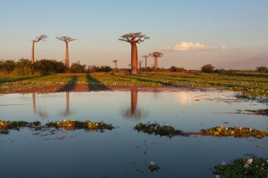 Baobab Sokağı