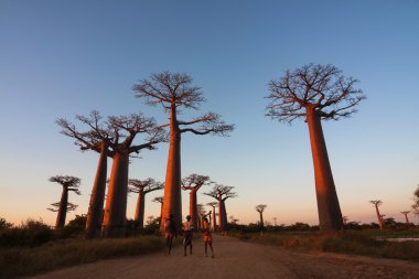 Baobab Sokağı