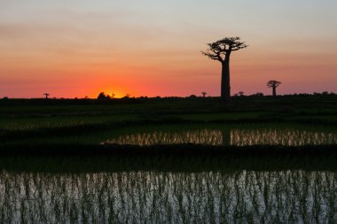 Baobabs Caddesi