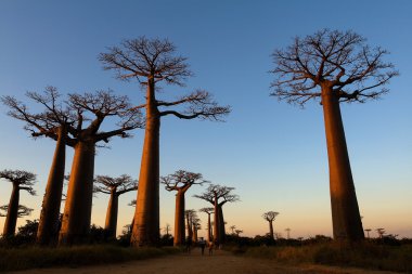 Avenue baobabs, Madagaskar