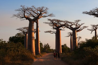 Sunset Caddesi baobabs