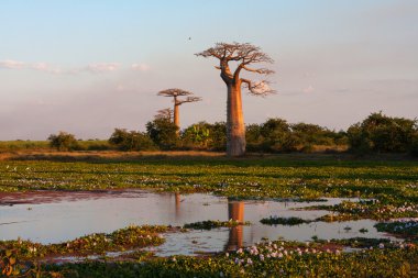 Lake baobabs Caddesi