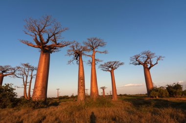 Sunset Caddesi baobabs