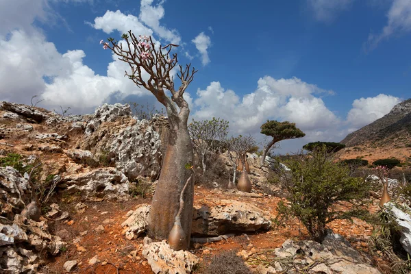 Μπουκάλι tree — Φωτογραφία Αρχείου