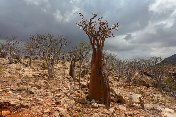 Árbol de botella —  Fotos de Stock