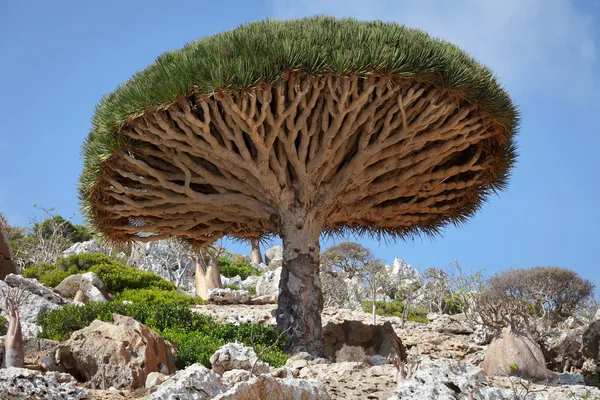 Árbol del dragón en el desierto —  Fotos de Stock