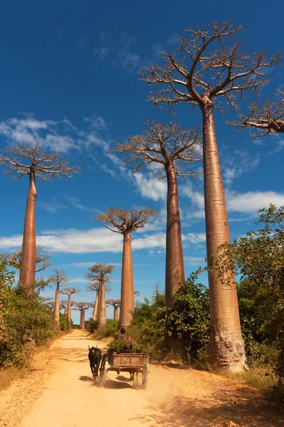 Baobab alley — Stock Photo, Image