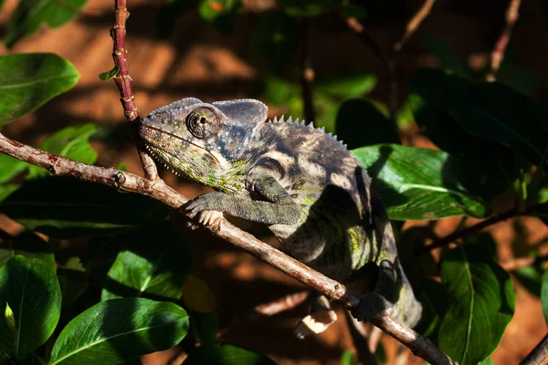 Chameleón — Stock fotografie