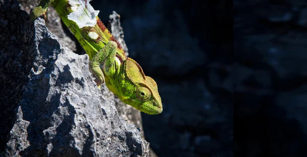 Kameleon — Stockfoto