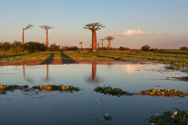 Vicolo di Baobab — Foto Stock