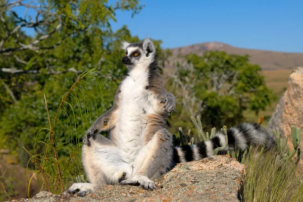 Lemur, Мадагаскар — стокове фото