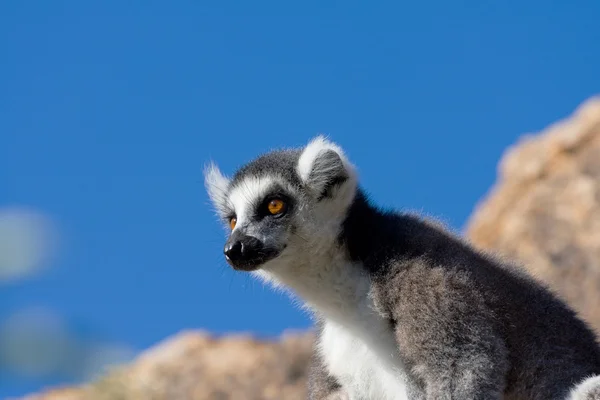 Lemur, Мадагаскар — стокове фото