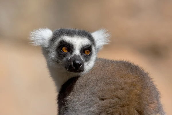 Lemur, Мадагаскар — стокове фото