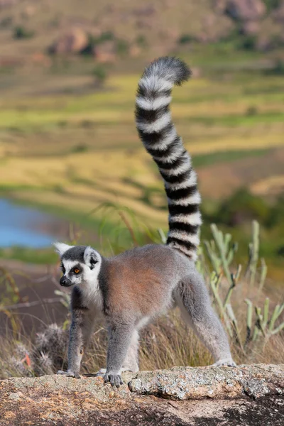Lemur, Madagaskar — Zdjęcie stockowe