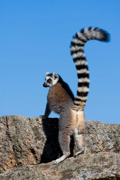 Lemur, Madagaskar — Zdjęcie stockowe