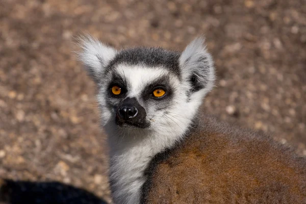 Lemur, Madagáscar — Fotografia de Stock