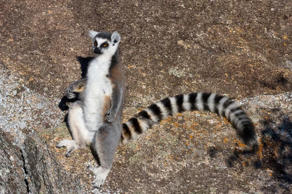 Lemur, Мадагаскар — стокове фото