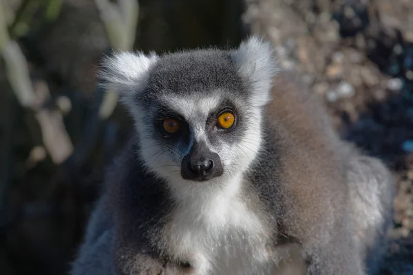 Lemur, Мадагаскар — стокове фото