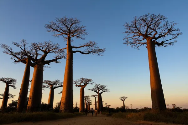 Avenue av baobabs, Madagaskar — Stockfoto