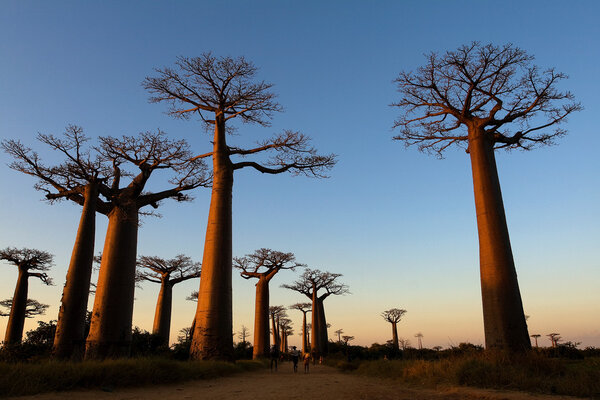 Avenue of baobabs, Madagascar