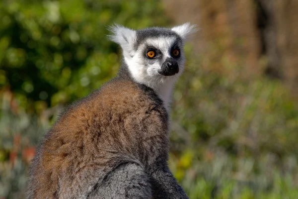 Lemur looks attentively — Stock Photo, Image