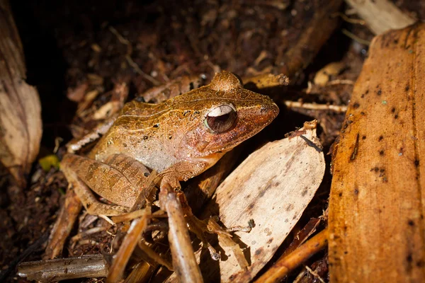 Grenouille dans une jungle — Photo